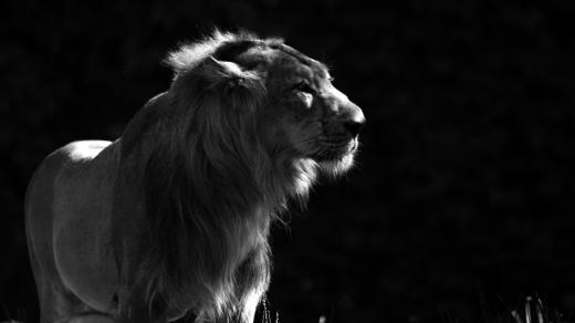 Až zařve lev - film režiséra Jana Svatoše