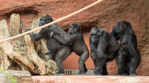 Zoo Praha představila nový pavilon goril