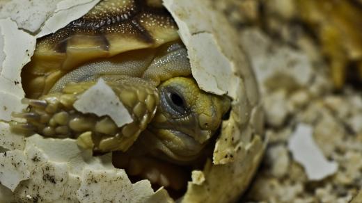 Ve volné přírodě velmi zranitelné želvy ostruhaté se líhnou v inkubátorech dvorského safari parku