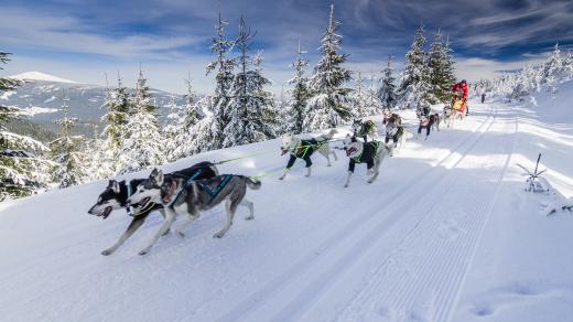 Ledová jízda v Krkonoších je specifická tím, že jedou psi, musher, sáně a ještě lyžař
