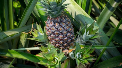 Ananas (ilustrační foto)