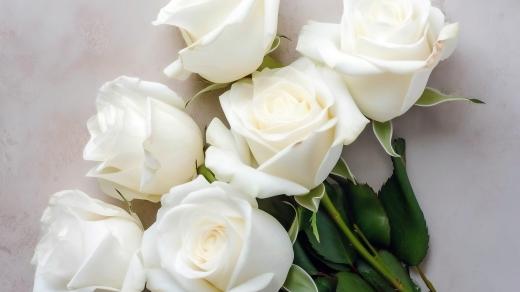 Bílé růže