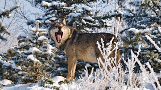 Fotografie zvířat Antonína Havláta
