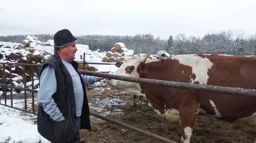 Rodina Podstavkových chová na mléko tři desítky dojnic