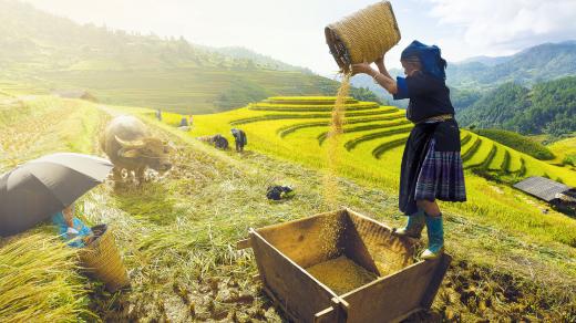 V zemědělství pracují ve Vietnamu převážně ženy. Ty se pak velmi často potýkají s nižší úrodou a tedy nedostatkem obživy pro sebe i své děti