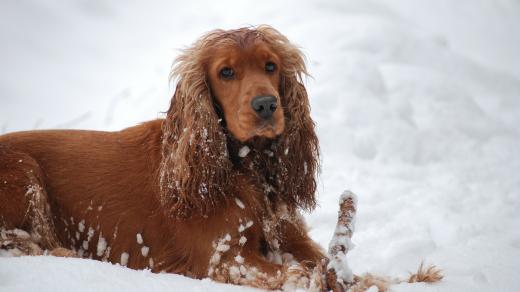 Pes, zima, sníh