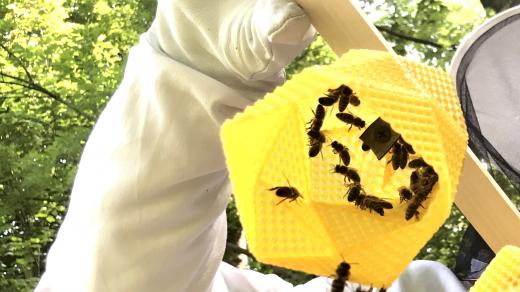 Včely pracují na výrobě designového svítidla