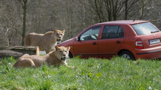 Lvice Khalila a Tessy jsou novou chloubou královédvorského Lvího safari