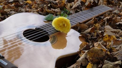 Akustická kytara, růže, podzim, folk, ilustrační