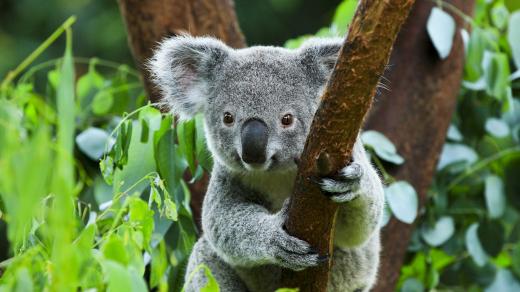 Je koala medvídek, nebo ne?
