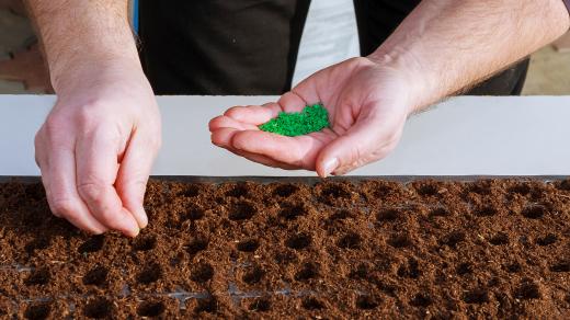 Zahradník vysévá semínka do substrátu