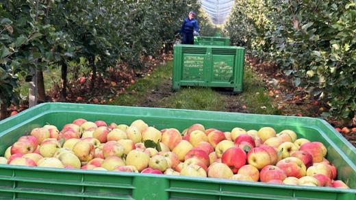 Stovka brigádníků ze zahraničí sklízí v zemědělském družstvu Dolany na Náchodsku letošní úrodu jablek