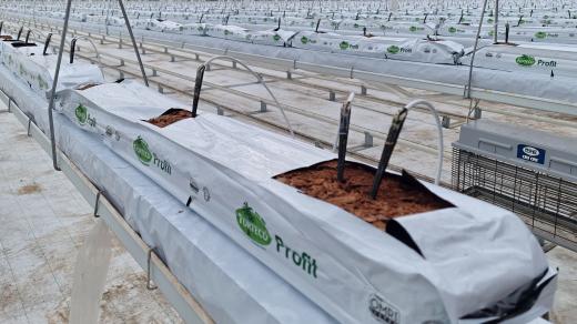 Skleníky rajčatové farmy v Kožichovicích u Třebíče se kvůli drahým energiím nevyplatí vytápět