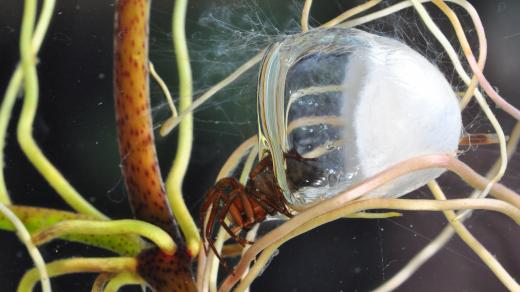 Vodouch stříbřitý (Argyroneta aquatica) v pavučinovém zvonu se vzduchovou bublinou