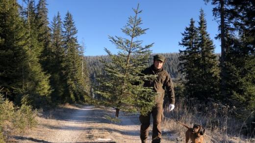 Strážci Krkonošského národního parku začali vyřezávat vánoční eko stromky