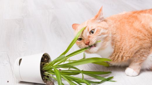Pokud chováte kočku v bytě a nedáte jí trávu, může se vrhnout na pokojové rostliny