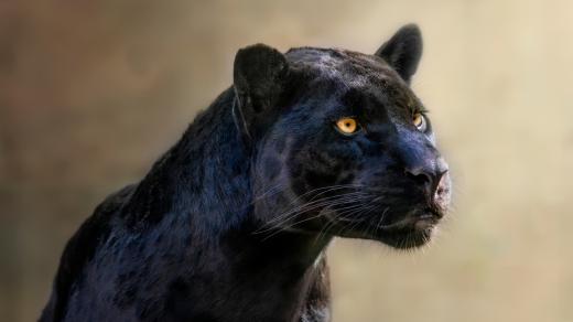 Co skrývá černý panter?