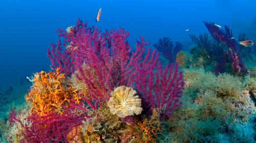 Odborníci teď říkají, že jedinou možností, jak zachránit korály a korálové útesy ve Středozemním moři, je přijmout radikální opatření