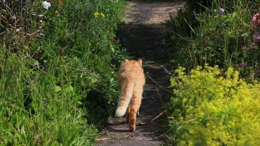 Kočka, zahrada, cesta /ilustrační foto)