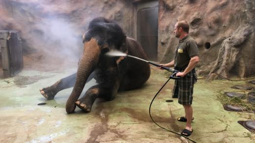 Chovatel Pavel Kökert Delhi, poslední slonici v ústecké zoo, každý den sprchuje