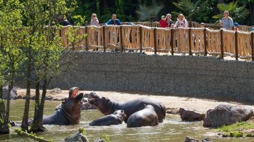 Návštěvníkům Safari Parku Dvůr Králové slouží v Údolí hrochů nový most