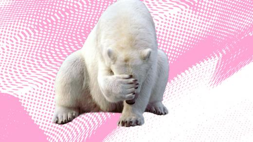 Mikrovlnky o zlínských ledních medvědech