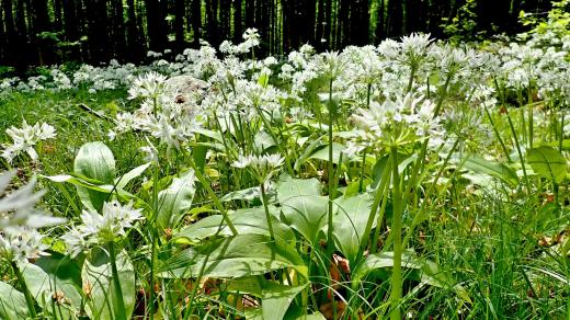 Česnek medvědí (Allium ursinum)
