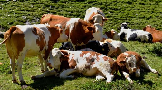 Ekologové dali krávy na seznam zla, neboť produkují při svém nezřízeném pasení na lukách plyny