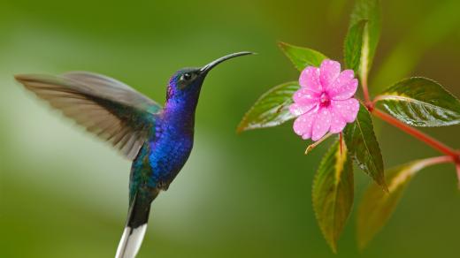 Kolibřík je podivuhodný ptáček