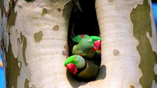 Exotičtí papoušci alexandři velcí si oblíbili platanové stromy po celé Evropě