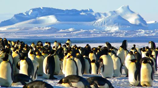 Tučňáci na Antarktidě