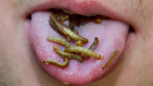 hmyz se čím dál častěji přidává do jídla