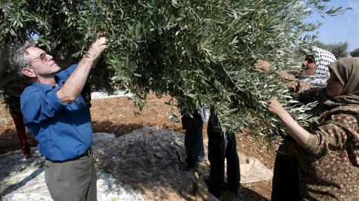 Amos Oz sklízí společně s palestinskými ženami olivy na protest proti násilí ze strany izraelských osadníků na okupovaných územích (2002)