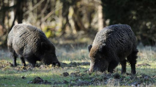 Divoká prasata, divočáci. Ilustrační foto