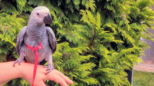Papoušek šedý – žako, kterého chová Dagmar Vrchotová