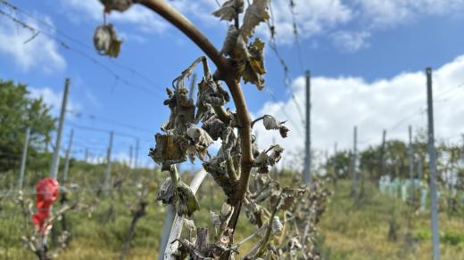 Vinohrady na jihu Moravy se letos zazelenaly nezvykle brzy. Jenomže po sérii ranních mrazíků listy zčernaly a uschly