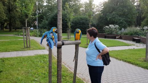 Paní Jarmila Boogová a její papoušci ara