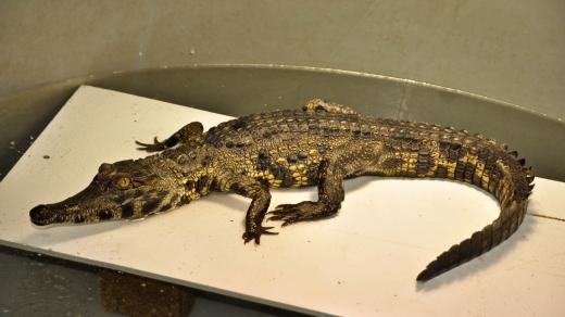 Mládě krokodýla štítnatého v nádrži