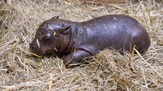 Šestiletá samice hrošíka liberijského Malaya porodila 25. února zdravé mládě