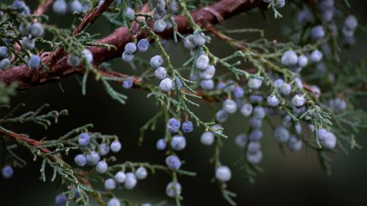 Jalovec (Juniperus communis)