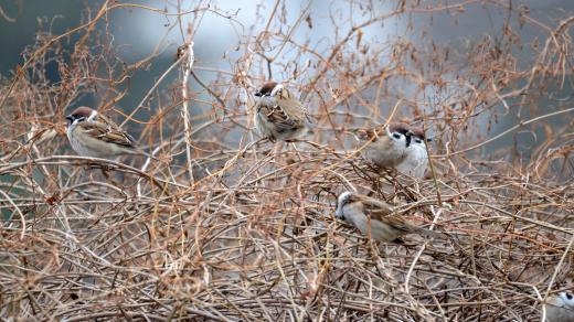 Vrabci schovaní v zimě v zákrutech popínavých rostlin