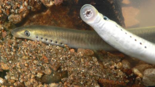 Ochránci přírody našli v Chrudimce mihuli potoční