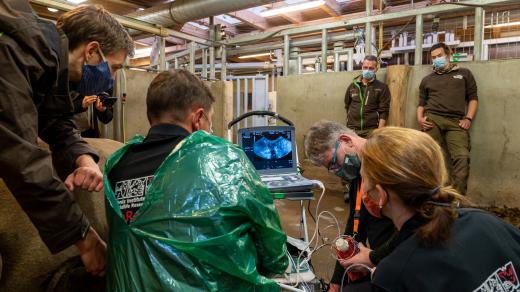 Expertům z IZW Berlín se při listopadovém odběru podařilo v německé ZOO Schwerin odebrat samicím jižního podruhu nosorožců 26 vajíček