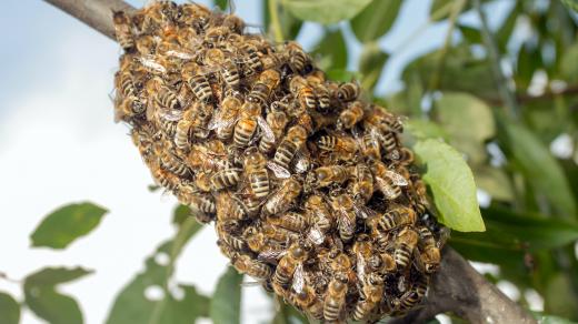 Jak včely osidlují nové hnízdo?