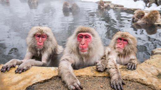 Oblíbenou činností japonských sněžných opic je koupání v teplých pramenech