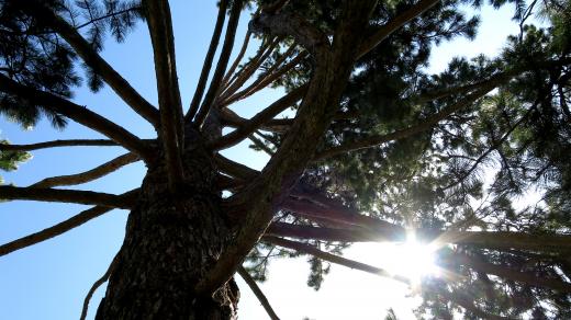 Pohled do koruny borovice černé v arboretu Hamzovy odborné léčebny v Luži