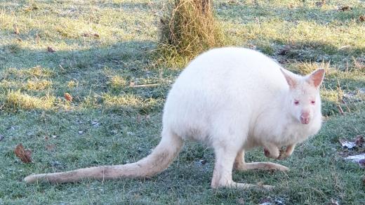 Na farmě Wenet uhynul klokan
