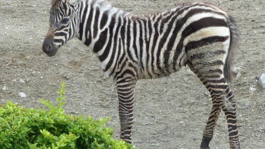 Priscilla - mládě zebry bezhřívé v Safari Parku Dvůr Králové