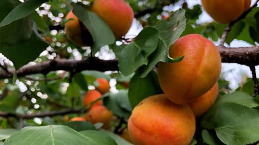 Meruňka, meruňky, samosběr (ilustrační foto)