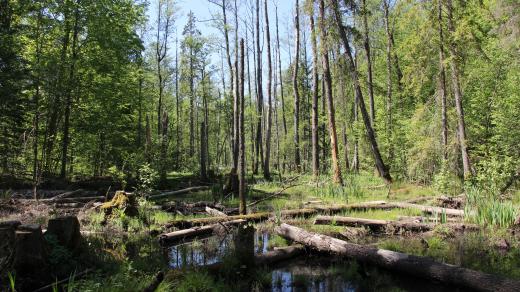 Bělověžský prales v květnu 2018.